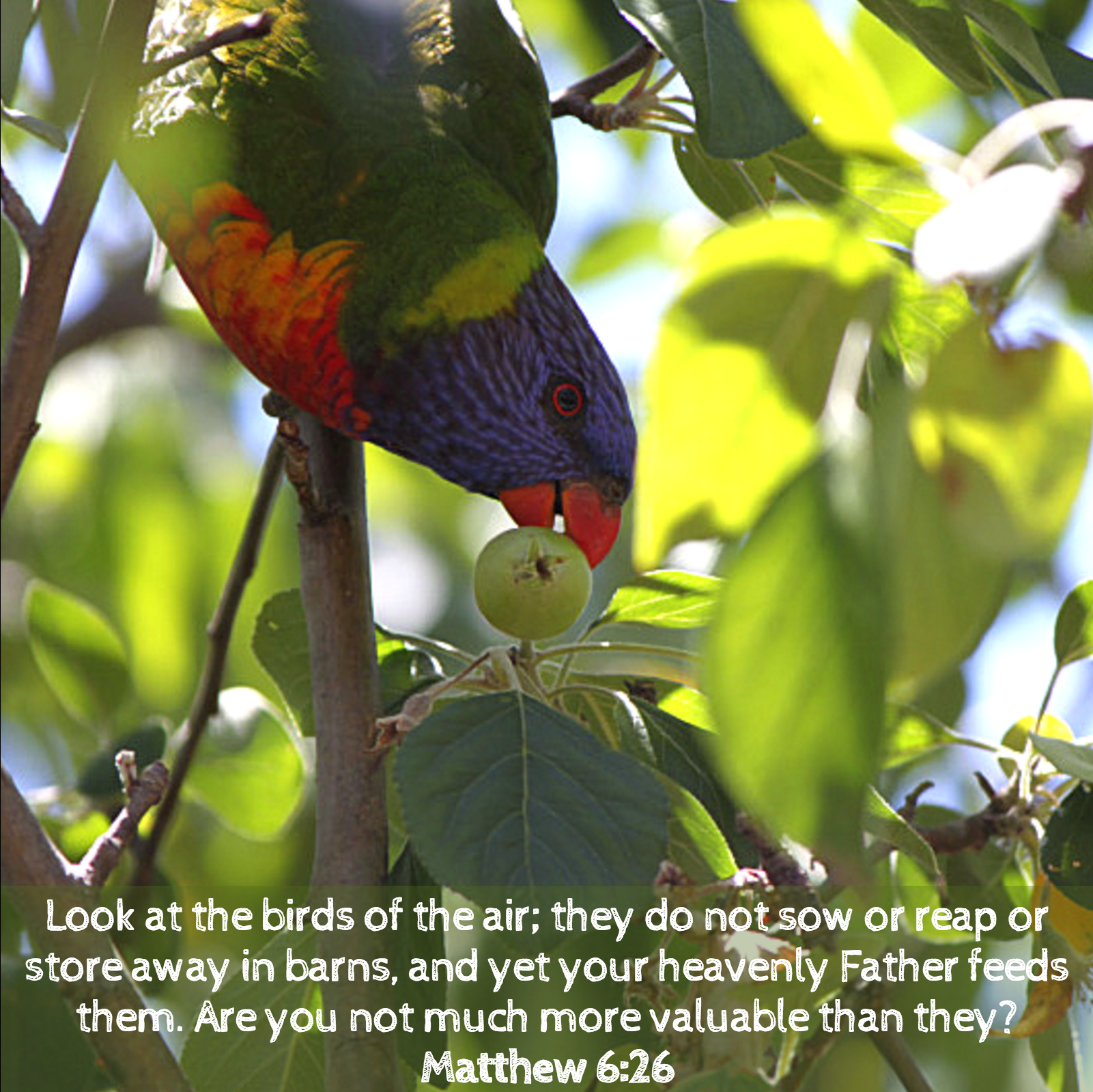 morethanmanysparrows